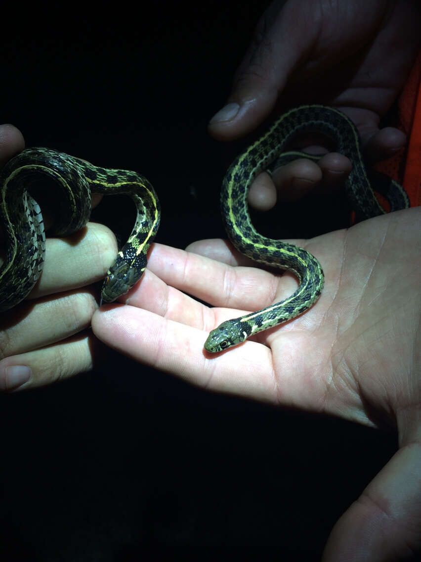 Image of Checkered Garter Snake