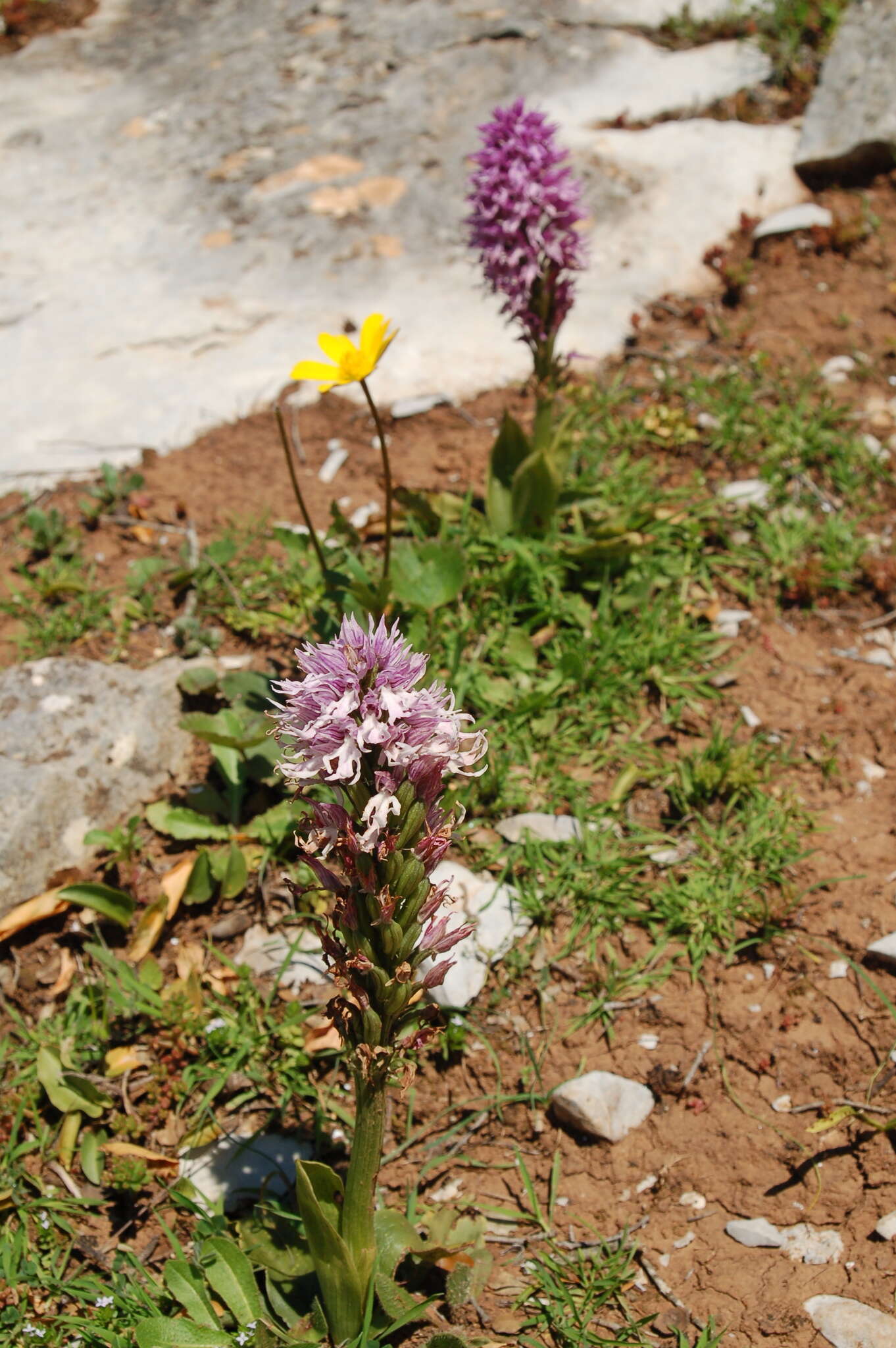 Orchis italica Poir. resmi