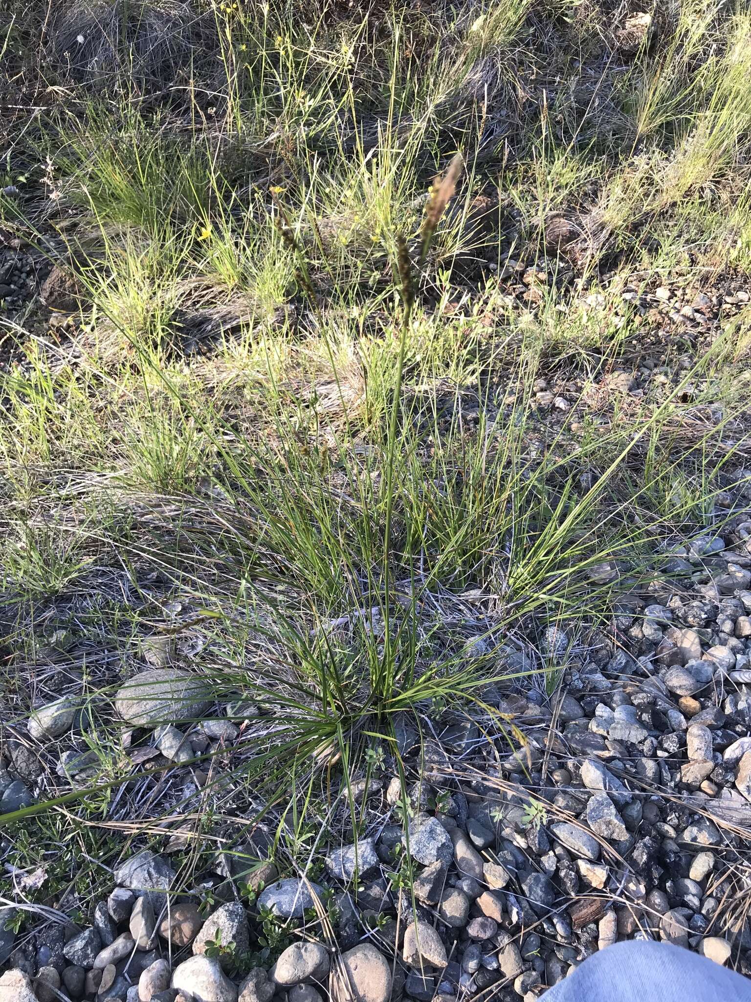 Image of Mendocino Sedge