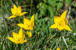 Image of Wild tulip