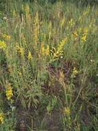 <i>Solidago</i> × <i>niederederi</i> resmi