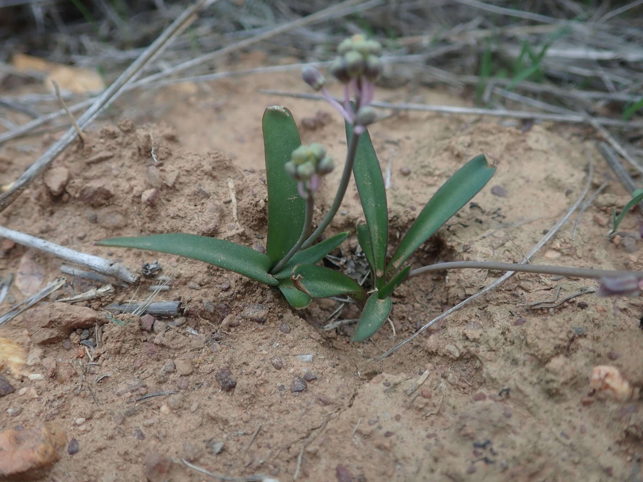 Image of Ledebouria ovalifolia (Schrad.) Jessop