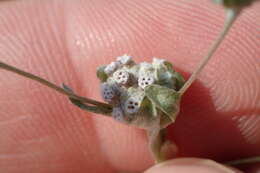 Image of spring pygmycudweed