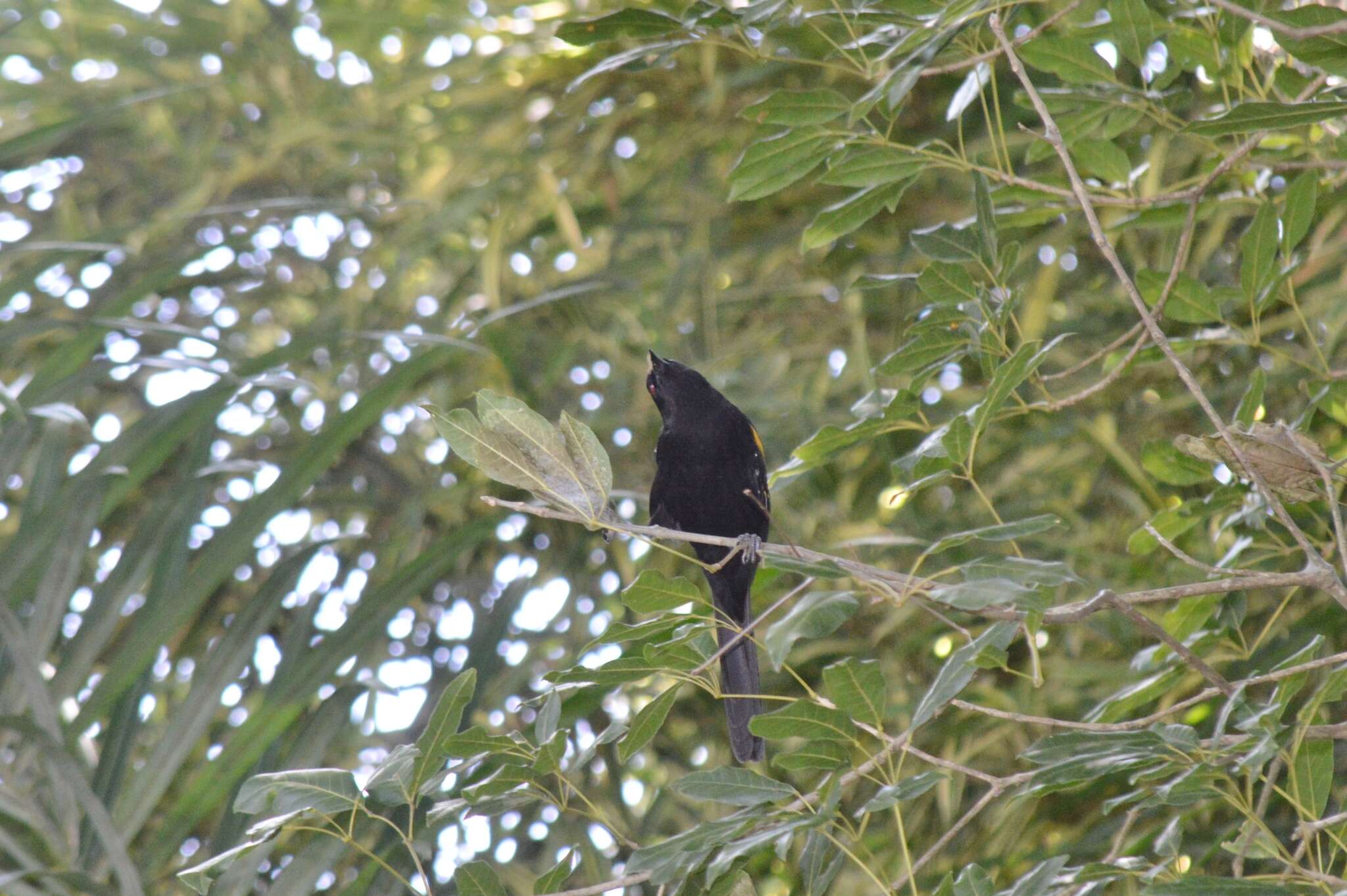 Image of Variable Oriole