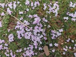 Image of Junellia minima (Meyen) Moldenke