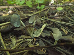 Imagem de Helvella ephippium Lév. 1841