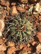 Image of Stenocactus coptonogonus (Lem.) A. Berger