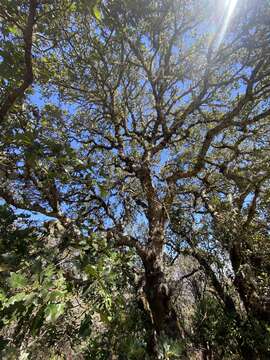 Image of hybrid oak