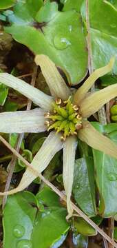 Image of Caltha novae-zelandiae Hook. fil.