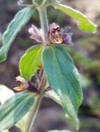 Imagem de Stachys rothrockii A. Gray