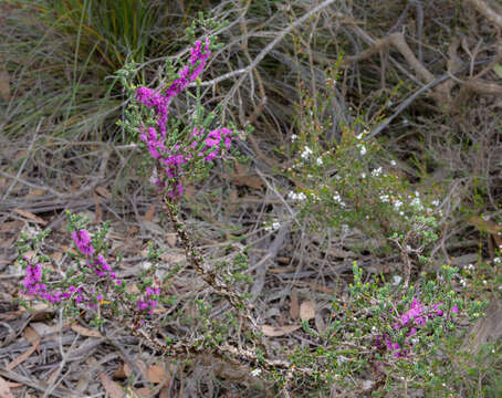 Image of Melaleuca suberosa (Schau.) C. A. Gardner