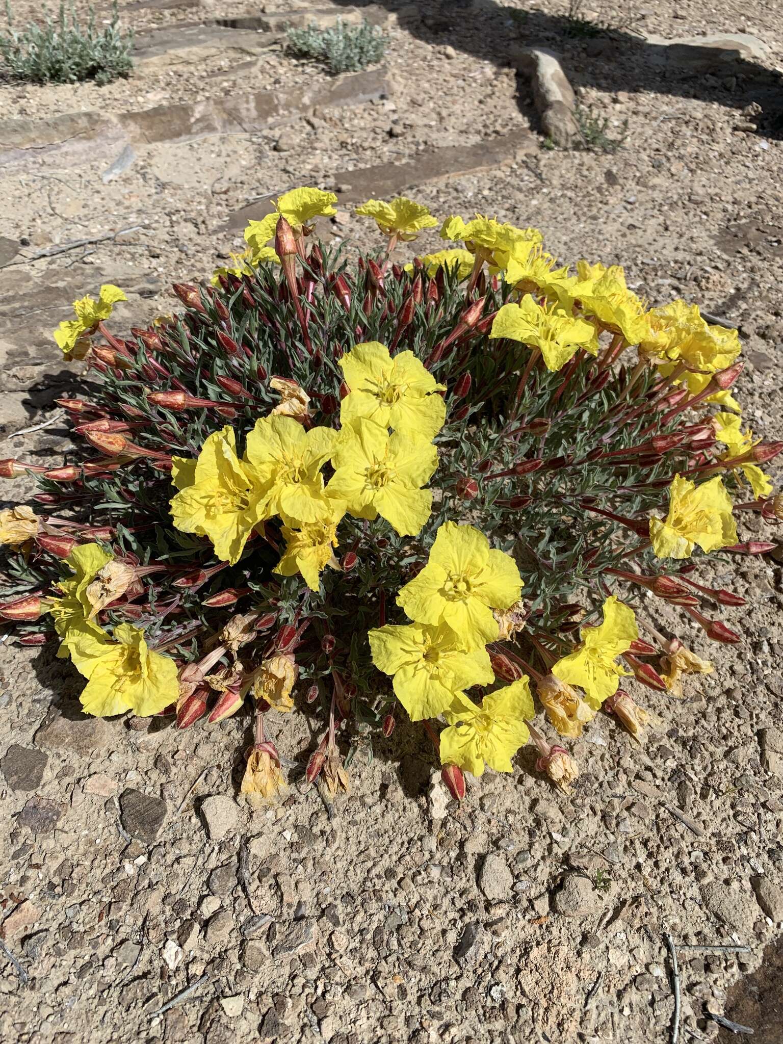 Image of Oenothera lavandulifolia Torr. & Gray