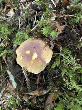 Cantharellus amethysteus (Quél.) Sacc. 1887的圖片