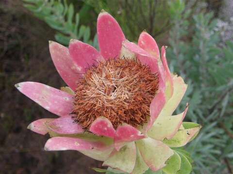 Imagem de Leucadendron burchellii I. J. M. Williams