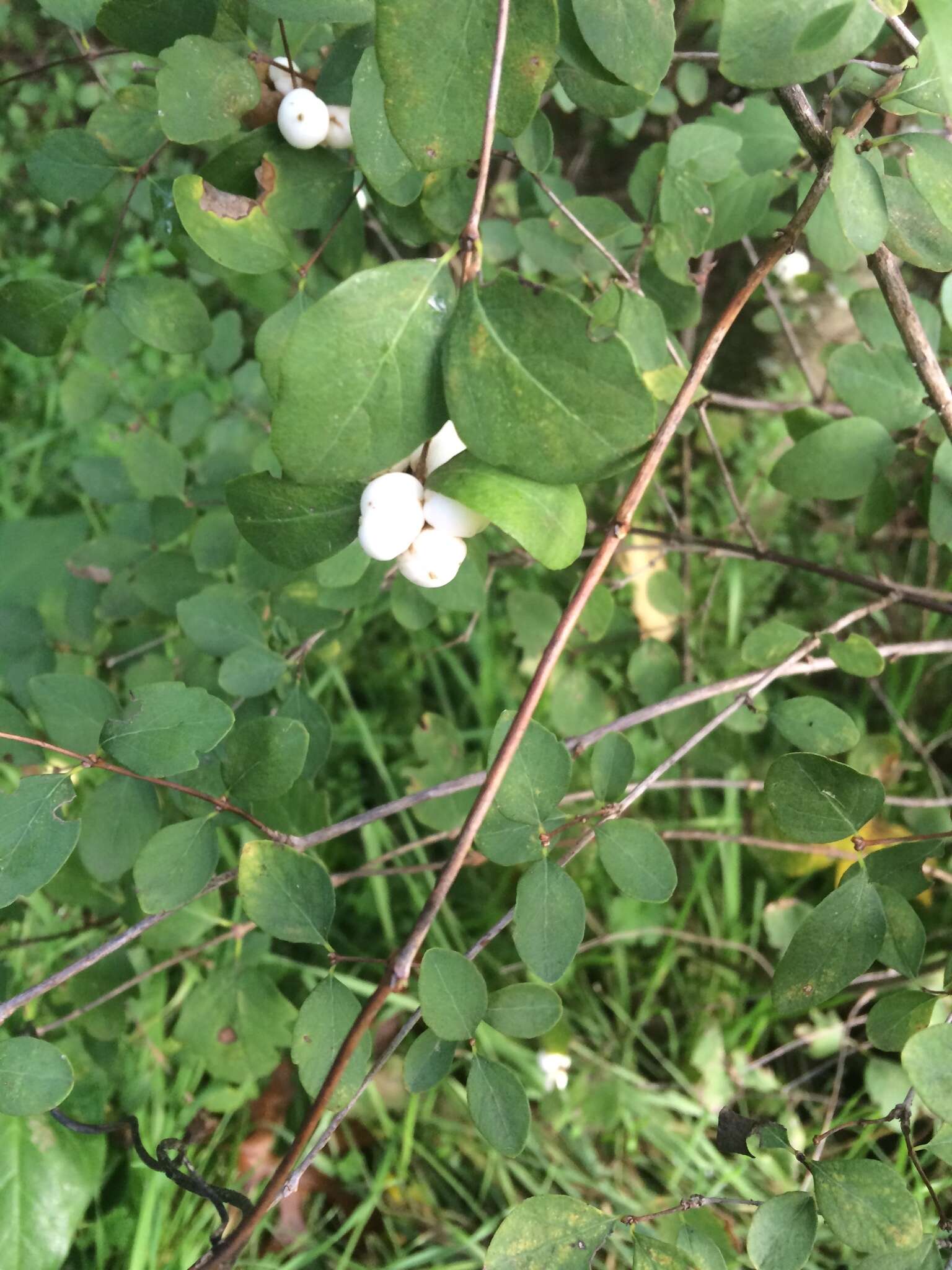 Image of common snowberry