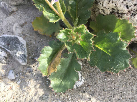 Image of broad-leaf gilia