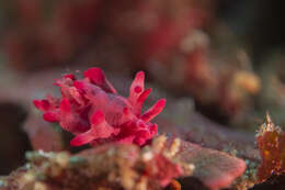 Image of Okenia atkinsonorum Rudman 2007