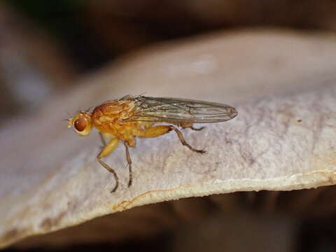 Suillia convergens (Walker 1849)的图像