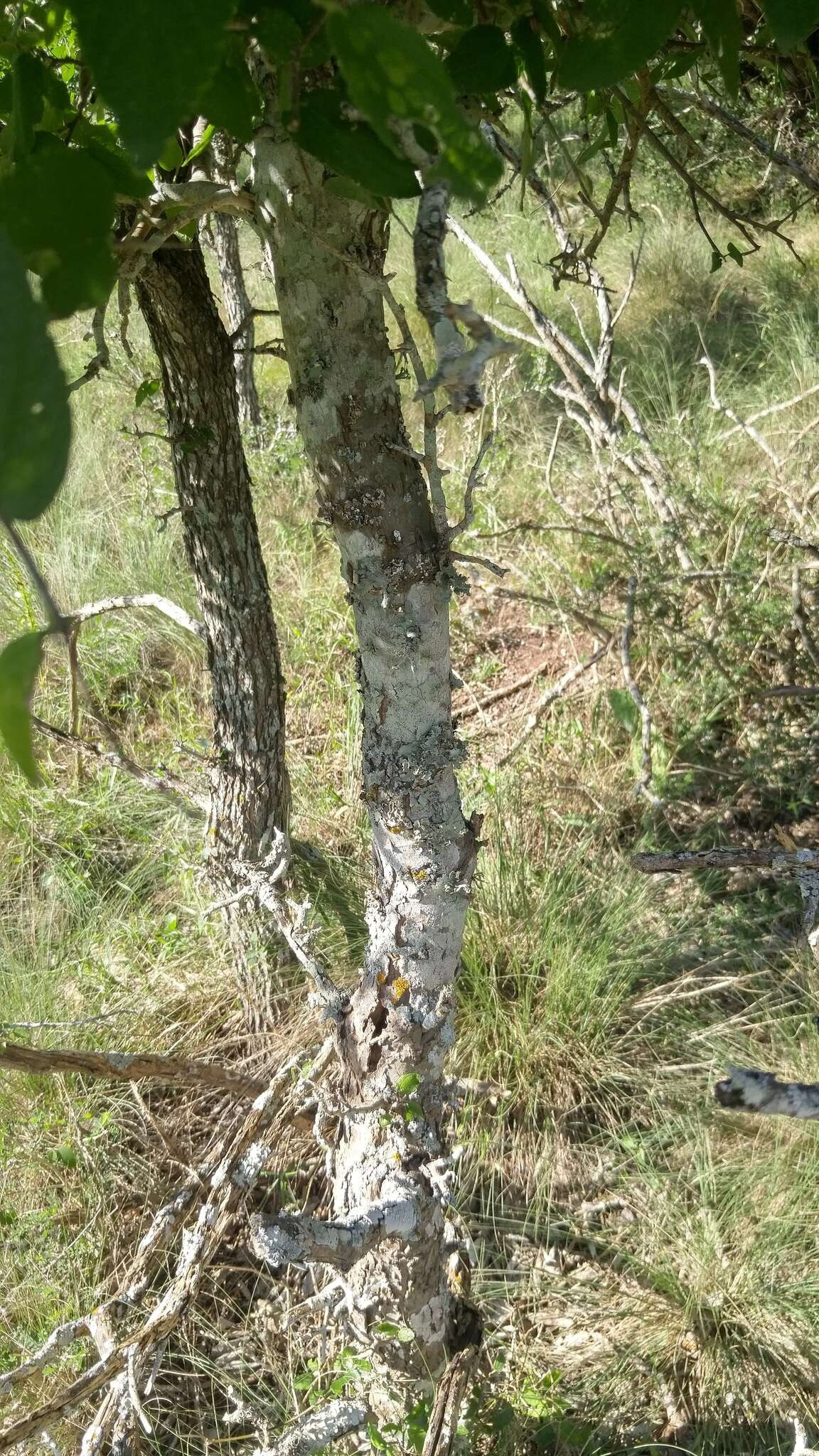 Celtis reticulata Boorsma 1907的圖片