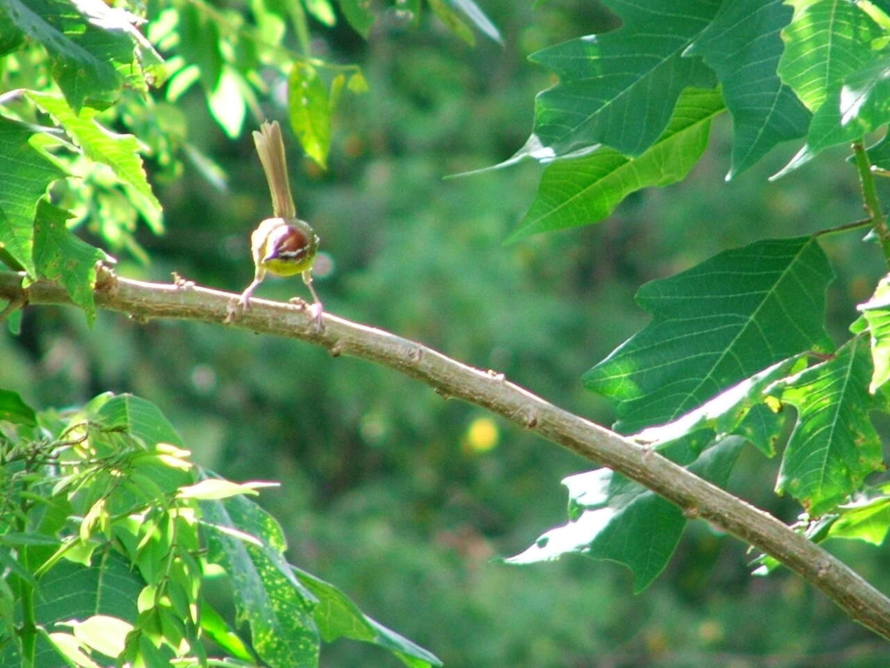 Image of Rufous-capped Warbler