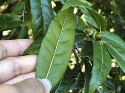 Image of Quercus spinosa subsp. miyabei (Hayata) A. Camus