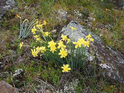 Image of Narcissus rupicola Dufour