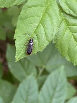 Image of Cantharis paludosa Fallén 1807