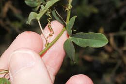 Image of Passiflora gracilens (A. Gray) Harms