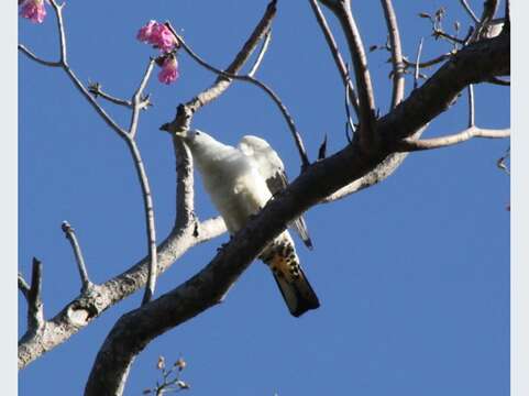 Image of Torresian Imperial-Pigeon