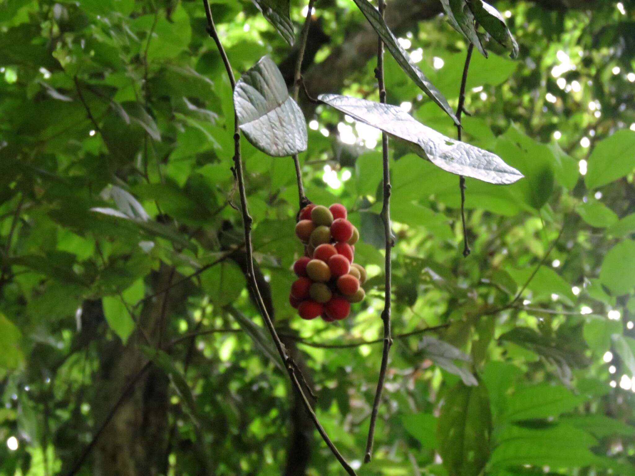 Image of Carronia protensa (F. Müll.) Diels