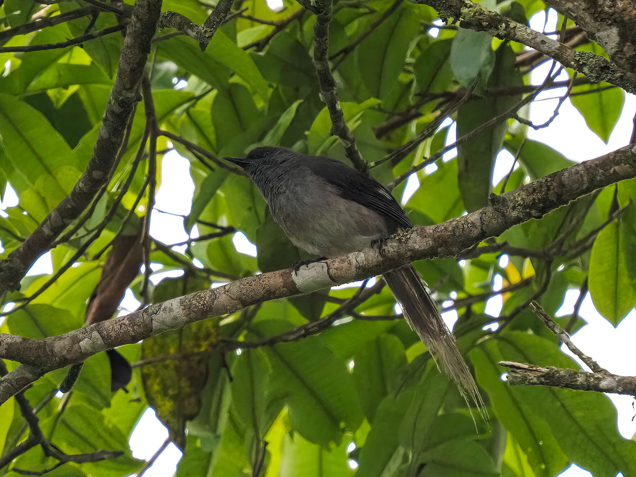 Image of Long-tailed Sibia