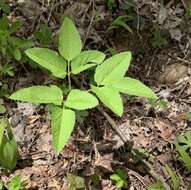 Image of Canadian Wild Lovage