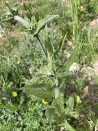 Imagem de Helianthella quinquenervis (Hook.) A. Gray