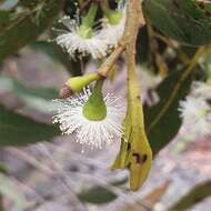 Image of Eucalyptus umbra F. Müll. ex R. T. Baker