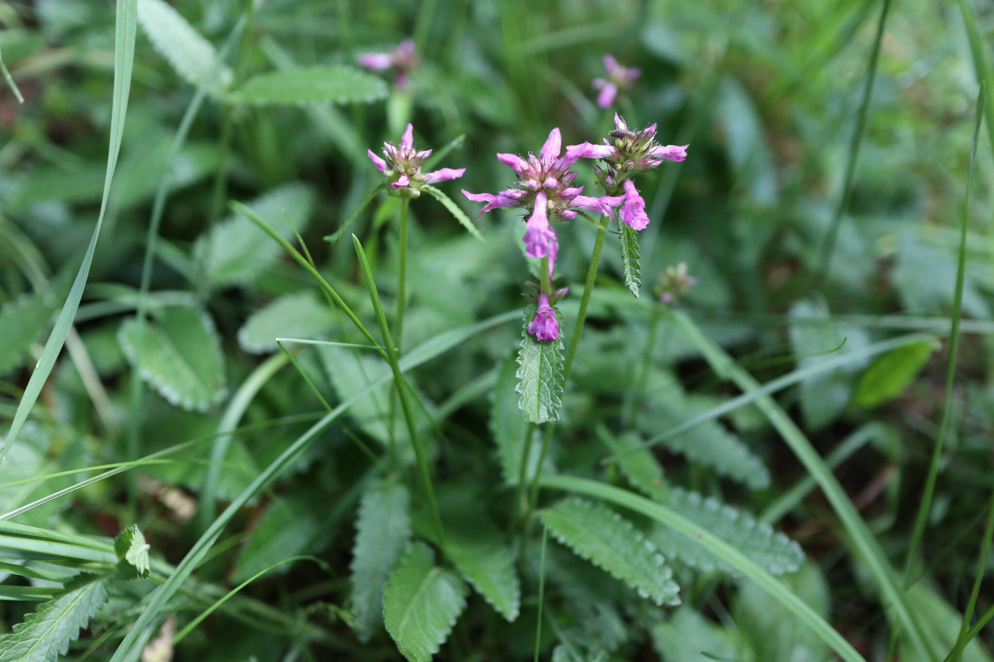 Image de Betonica officinalis L.