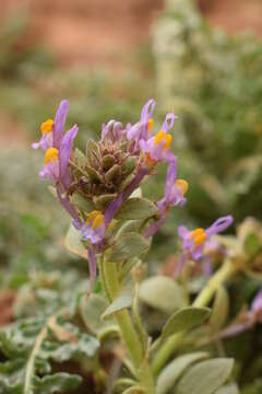 Image of Linaria reflexa (L.) Desf.