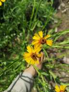 Image de Helenium amphibolum