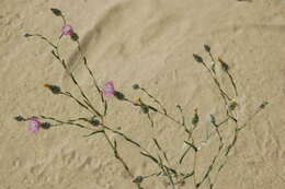 Image de Centaurea pulchella Ledeb.