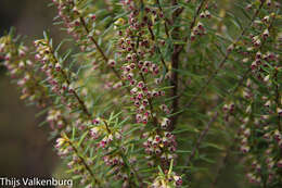 Imagem de Erica platycodon subsp. maderincola (D. C. Mc Clint.) Rivas Mart., Capelo, J. C. Costa, Lousã, Fontinha, R. Jardim & M. Seq.