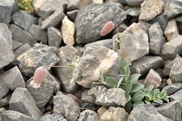 Image of Silene vulgaris subsp. prostrata (Gaudin) Schinz & Thell.