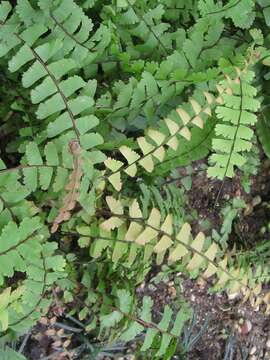 Image of tailed maidenhair