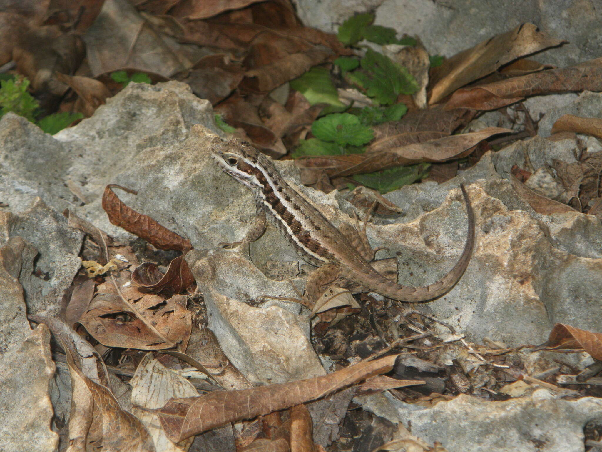 صورة Leiocephalus cubensis (Gray 1840)