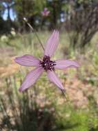 Image of Cosmos carvifolius Benth.