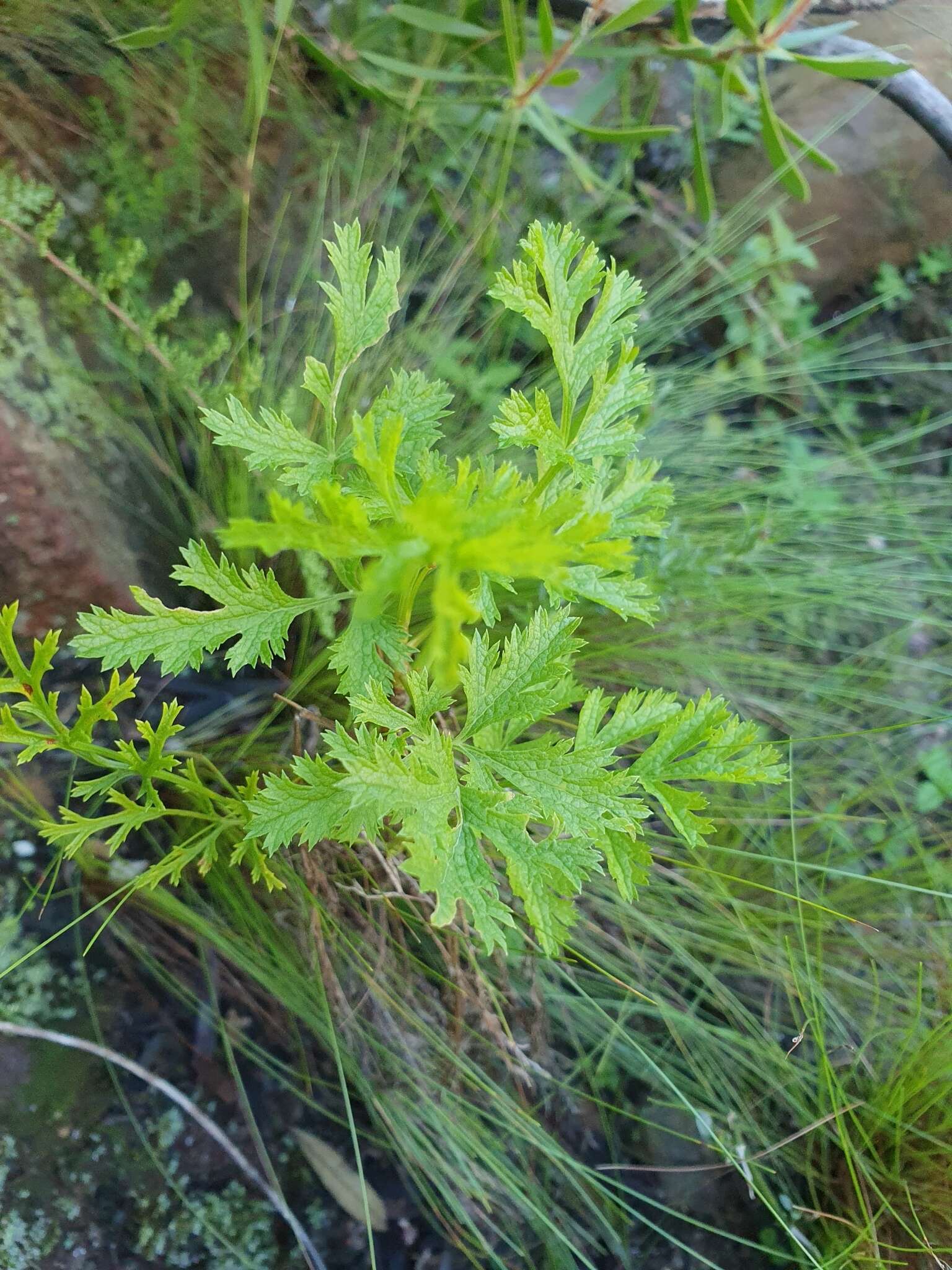 Image of Glia prolifera (Burm. fil.) B. L. Burtt