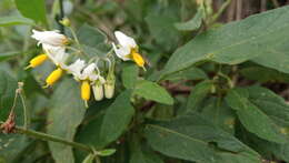 Salvia calolophos Epling resmi