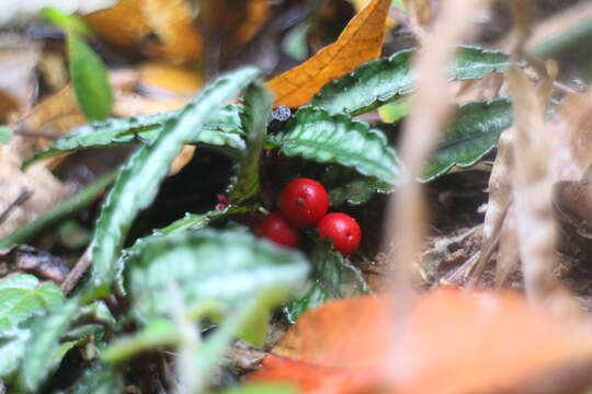 Image of Ardisia violacea (T. Suzuki) W. Z. Fang & K. Yao