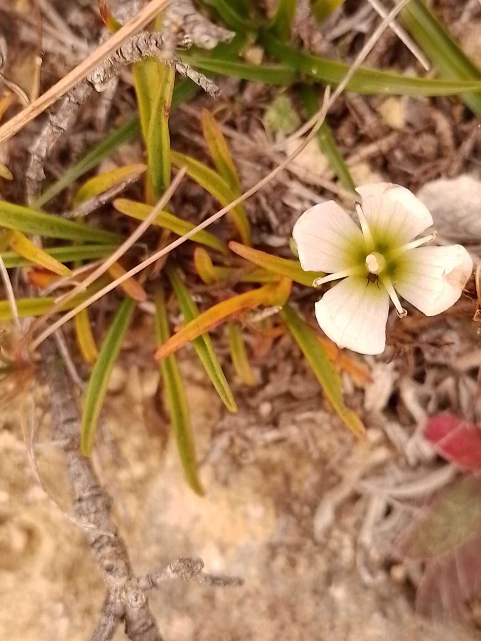 صورة Gentianella calcis subsp. waipara Glenny & Molloy