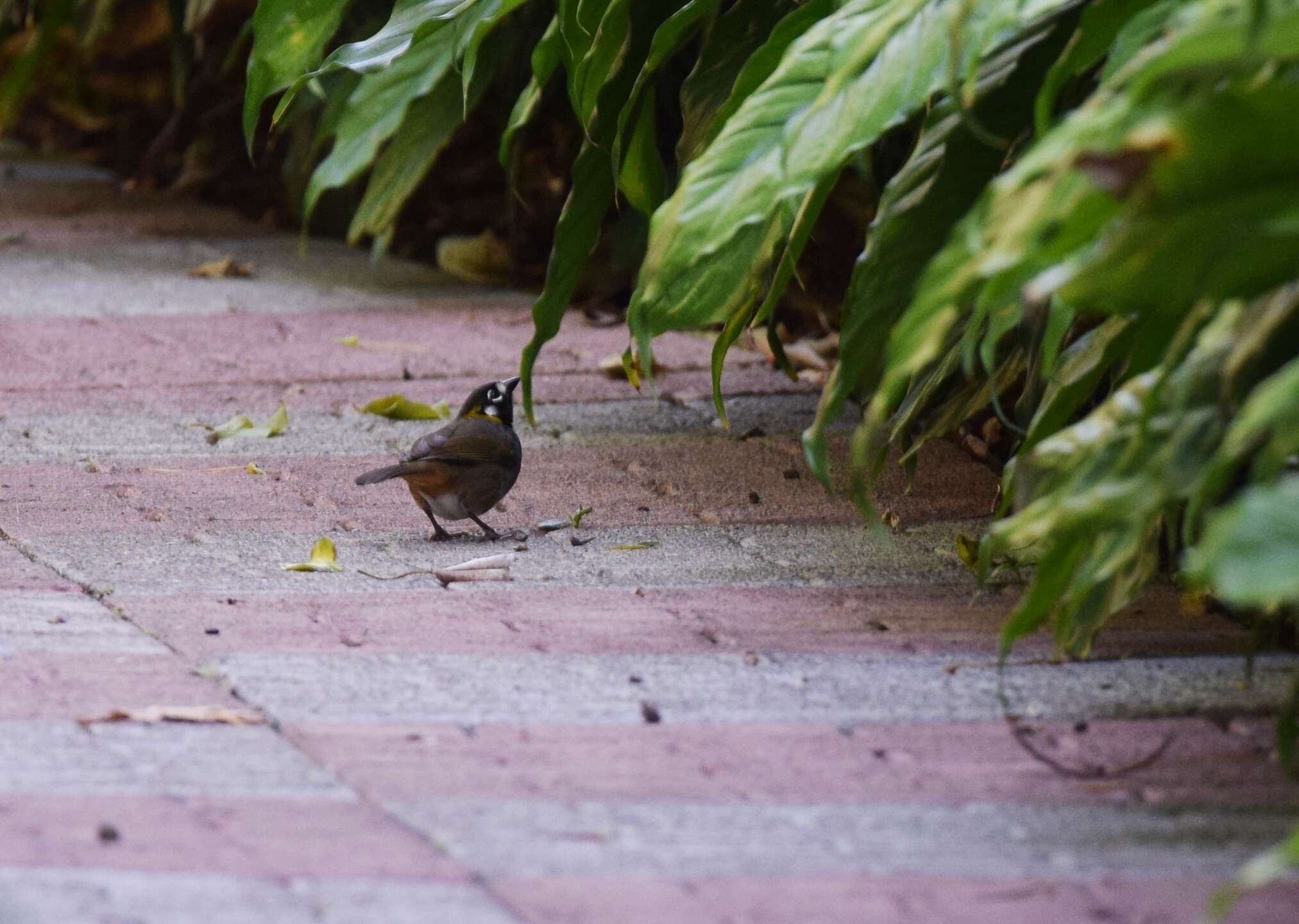 Image of White-eared Ground Sparrow