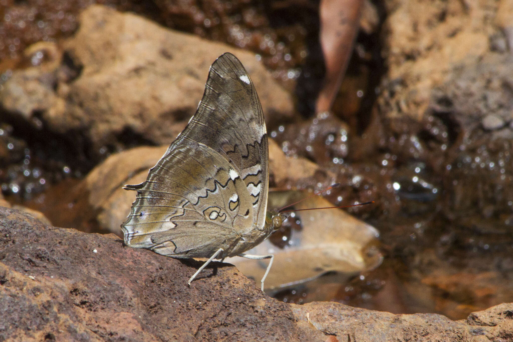 Image of Historis acheronta acheronta