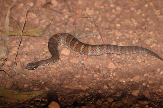 Image of Northern death adder